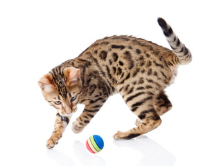 Poster - playful funny kitten isolated on white background