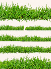 Wall Mural - green grass on white background