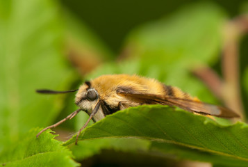 Sticker - Hemaris Tityus