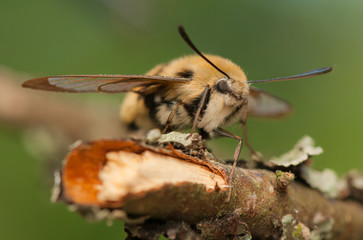 Sticker - Hemaris Tityus