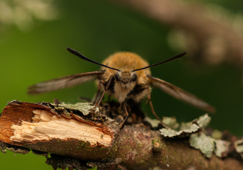 Sticker - Hemaris Tityus