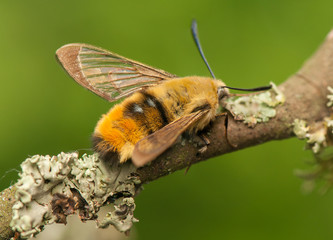 Sticker - Hemaris Tityus