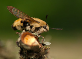 Sticker - Hemaris Tityus