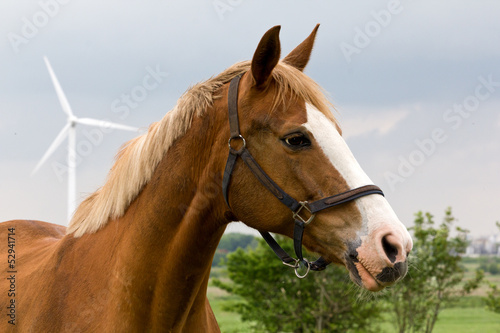 Obraz w ramie A portrait of red horse