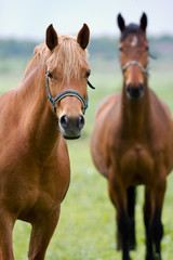 Wall Mural - Horses in the field