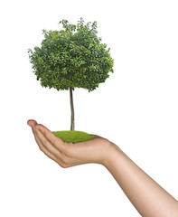 Wall Mural - tree in hands