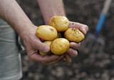Fototapeta  - Potatoes