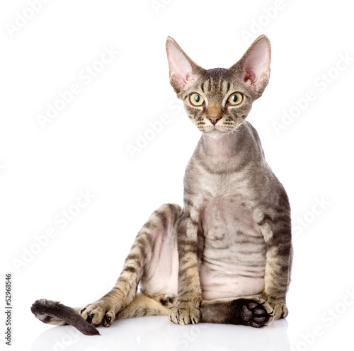 Fotografía sitting devon rex cat. looking at camera. isolated on white