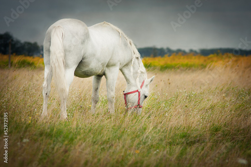 Naklejka na drzwi Horse out at grass