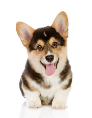 Pembroke Welsh Corgi puppy sitting. looking at camera. isolated