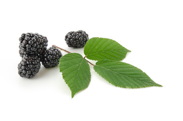 Wall Mural - Blackberries with a leaf