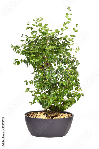 Bonsai Vor Weissem Hintergrund Buy This Stock Photo And Explore Similar Images At Adobe Stock Adobe Stock