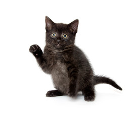 Naklejka na meble Cute black cat on white