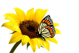 Nature summer sunflower with butterfly. Vector illustration.