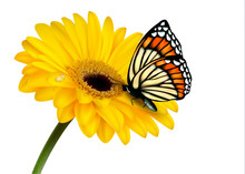 Nature Summer Yellow Flower With Butterfly. Vector Illustration.