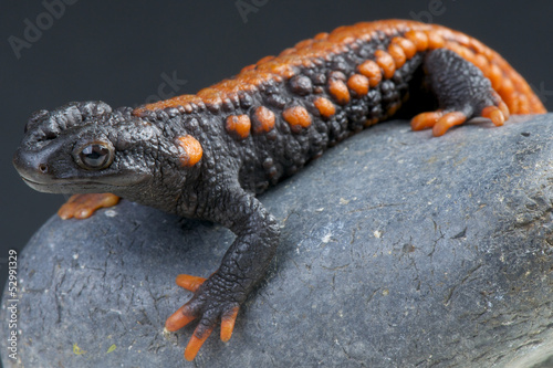 Fotografie, Obraz Crocodile newt / Tylototriton kweichowensis