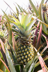 Wall Mural - Pineapple Plantation.