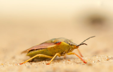 Wall Mural - Carpocoris fuscispinus