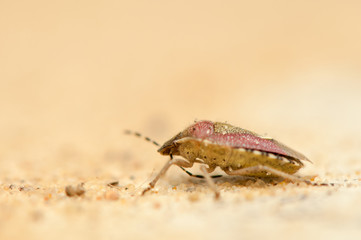 Wall Mural - Dolycoris baccarum