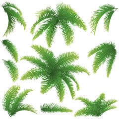 Wall Mural - Branches of palm trees