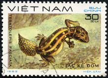 Stamp Printed In VIETNAM Shows A Teratolepis Fasciata
