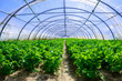 © GoodPics - Celery culture in a greenhouse