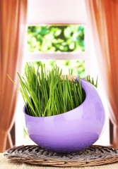 Canvas Print - Green grass in decorative pot on window background