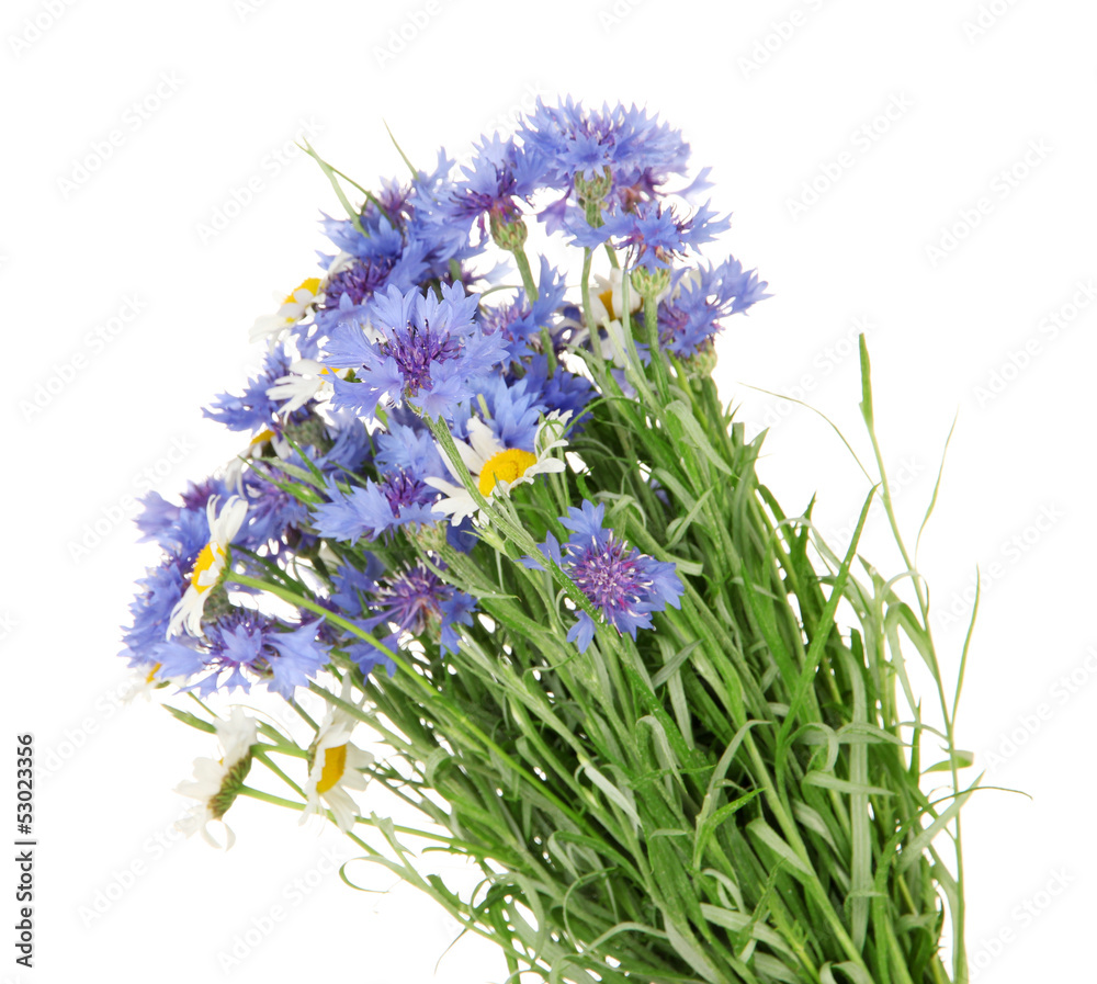 Beautiful bouquet of cornflowers and chamomiles ,isolated