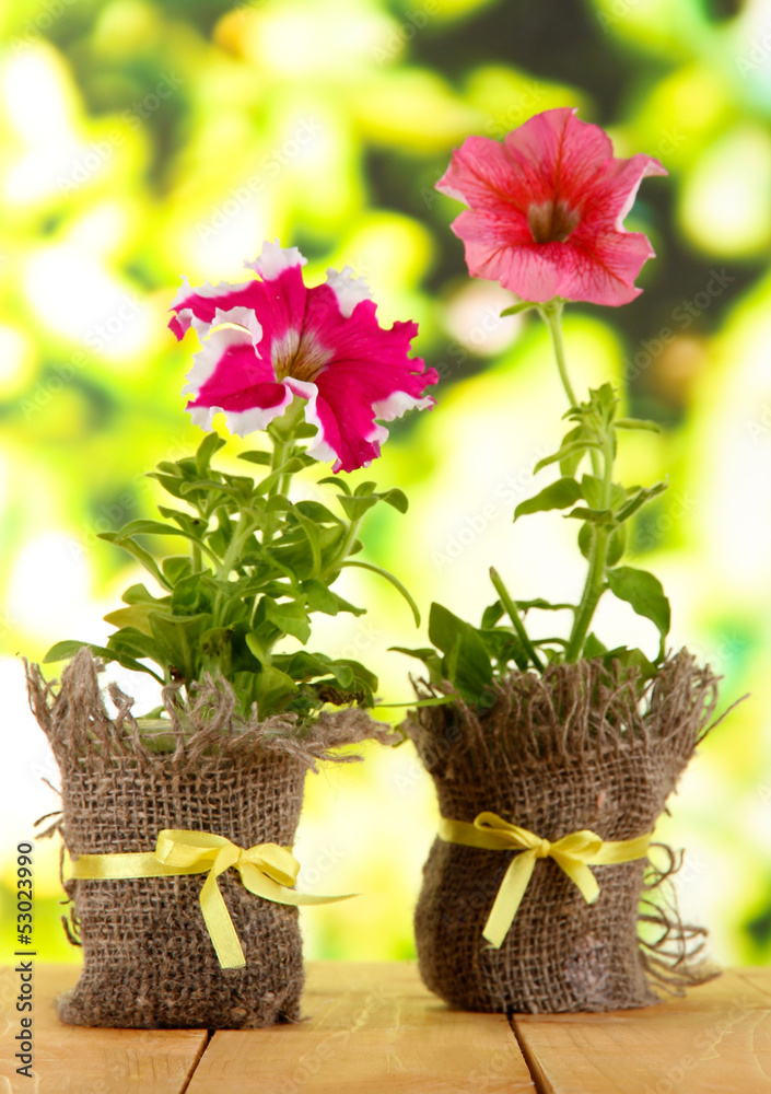 Petunias in pots on wooden table on nature background