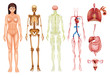 © blueringmedia - Human body systems