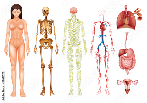 Obraz w ramie Human body systems