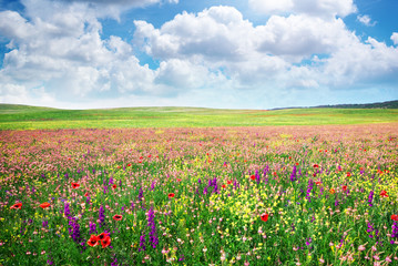 Canvas Print - Spring flower meadow