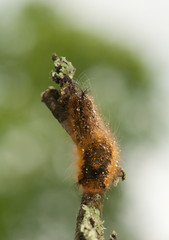 Canvas Print - Euthrix potatoria