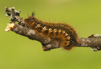 Canvas Print - Euthrix potatoria