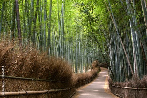 Naklejka na szybę Las bambusowy Kioto