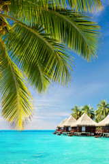 Wall Mural - coconut palm tree leaves over ocean with bungalows