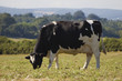 Healthy cattle livestock, Idyllic Rural, UK.