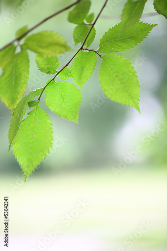 Plakat na zamówienie Green leaves