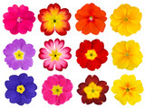 Fototapeta  - Collection of Colorful Primroses Isolated on White
