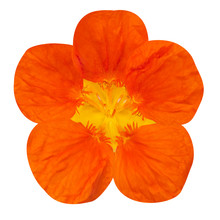 Orange Nasturtium Flower Isolated On White