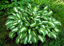 Hosta With Green And White Leafs