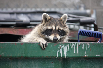 raccoon