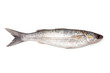 Grey Mullet fish