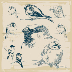 Drawn Sparrows Collection