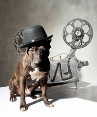 Wall Mural - Dog and cinema