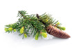 Fir branch with cone