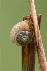 Wall Mural - gastropoda