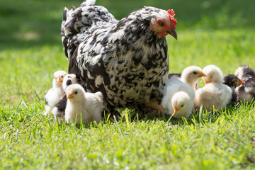 Canvas Print - hen with chicks