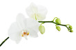 White orchid isolated on white background.