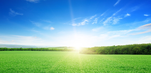 Wall Mural - sunrise over a green field